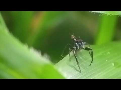 download lagu mp3 mp4 Chrysilla Volupe, download lagu Chrysilla Volupe gratis, unduh video klip Chrysilla Volupe