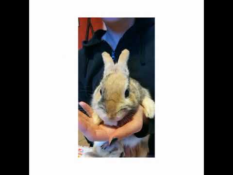 Coniglietto nano