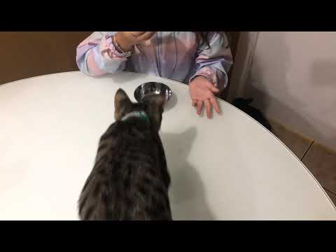 Feeding my cat Alex