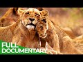 Manyari - A Lioness Risks Everything to Save her Cubs | Free Documentary Nature