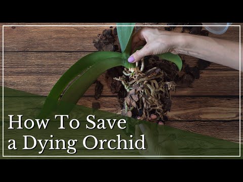 How To Save a Dying Orchid | Root Rot in Orchids | Orchid Care | Help Orchid Regrow Roots