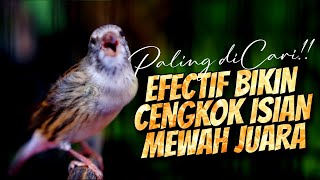 Download lagu PALING DICARI - MASTERAN KENARI ISIAN BLACKTHROAT GACOR DURASI PANJANG BIKIN JUARA mp3 Download lagu PALING DICARI - MASTERAN KENARI ISIAN BLACKTHROAT GACOR DURASI PANJANG BIKIN JUARA mp3