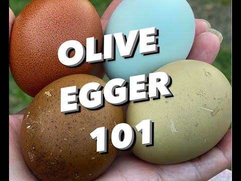 , title : 'WHAT is an OLIVE EGGER / OLIVE EGGER 101'