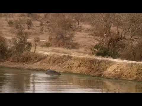 Djuma: Hippo getting active before leaving the dam - 17:56- 08/06/21