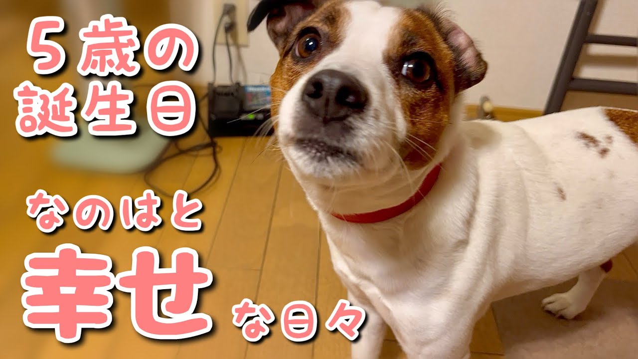 5歳の誕生日！なのはがいる幸せな日々