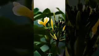 Download lagu Surah Al Fatihah | Syekh Raad Muhammad Al Kurdi mp3