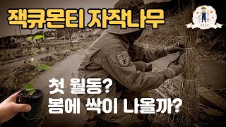 【잭큐몬티 자작나무 키우기】 인기 조경수 잭큐몬티도랜보스 첫 월동 결과 