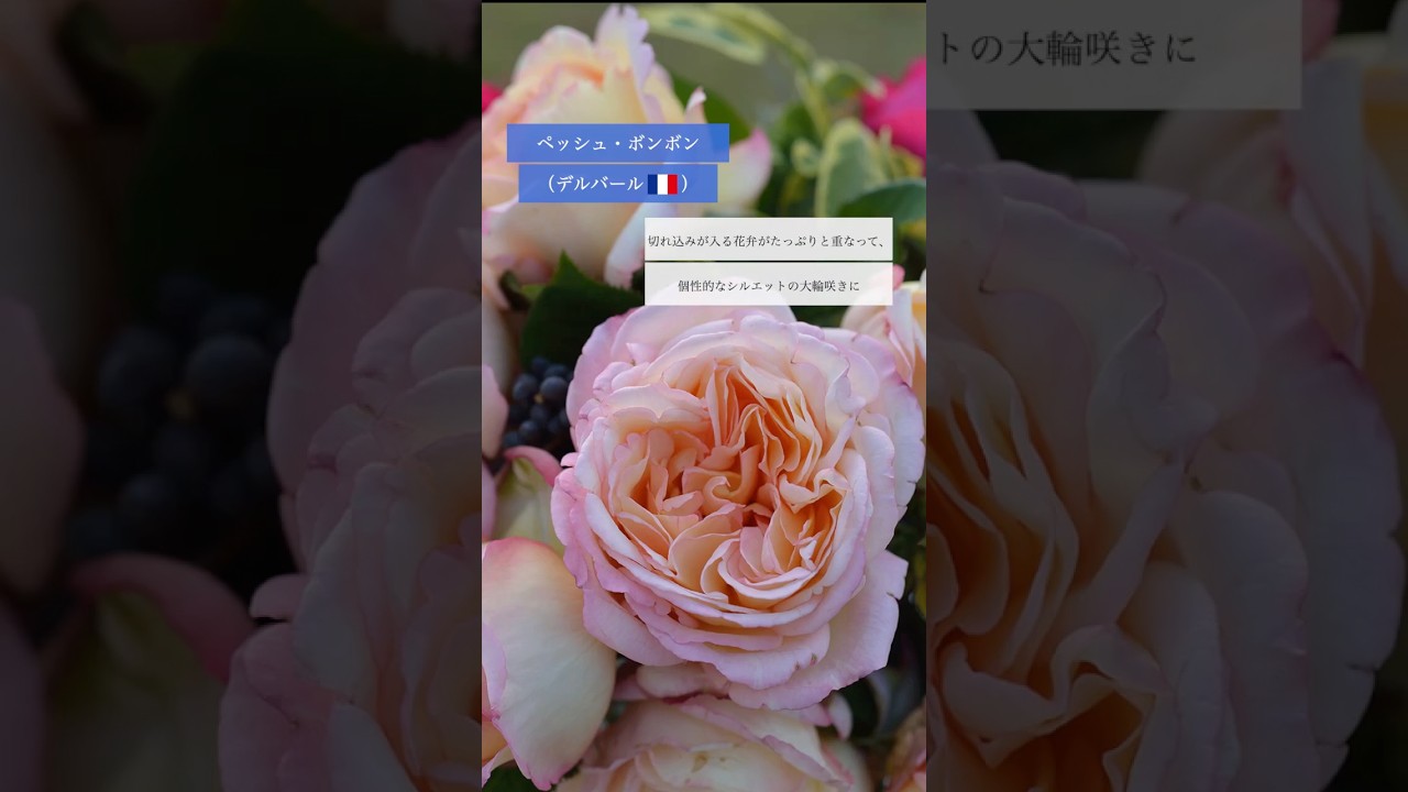 【デルバール】ペッシュ・ボンボン
