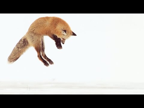 Fox VS mouse (beautiful)
