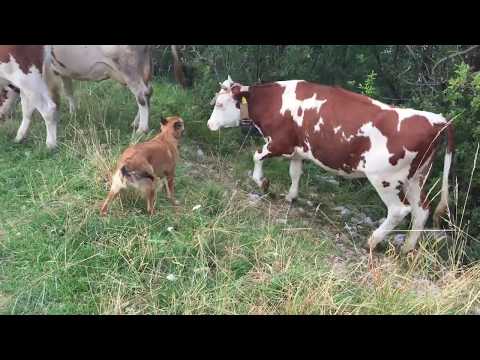 Cani da pastore: come radunare una mandria di mucche  in 4 minuti