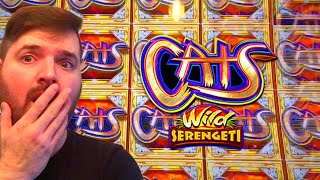 WINNING On Cats Wild Serengeti Slot Machine! BIG WINS!