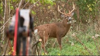 Bowhunting Deer: Boom or Bust 2015 Deer Hunt