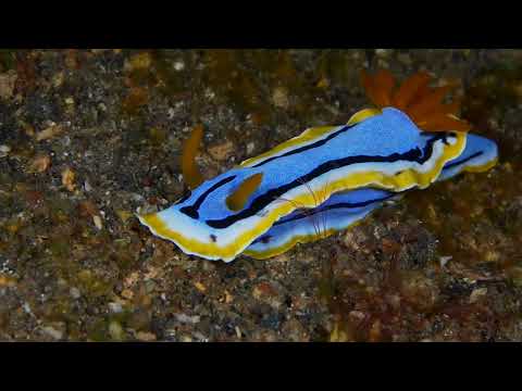 25 Nudibranch B - scuba diving video