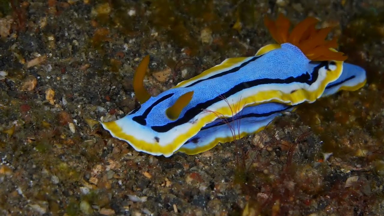 Second of 6 Tropical Pacific Nudibranch videos, genus and species.