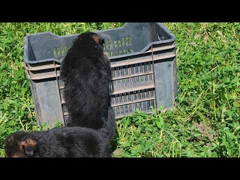 German shepherd male female puppy avabile location ganj basoda dist Vidisha m p co 9098740288