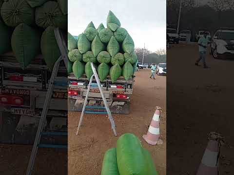 feira de caprinos e Ovinos de Sumé PB 17/11/2025 #gado