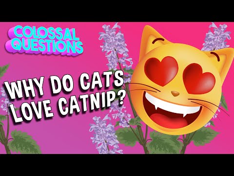 Why Do Cats Love Catnip? | COLOSSAL QUESTIONS