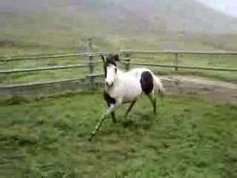 Islandwallach Ofeigur