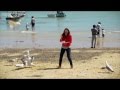 Ode To The Seagull A Seagull Attacks Compilation