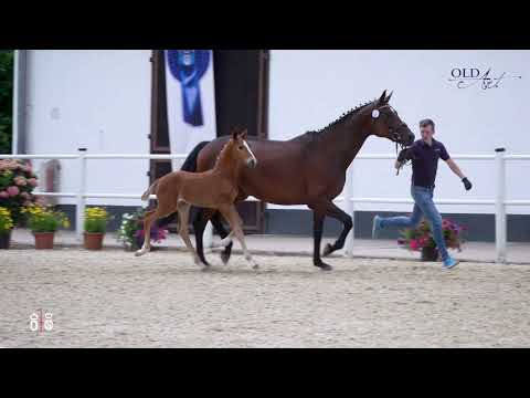 So Unique - Sir Donnerhall I - Fürst Heinrich