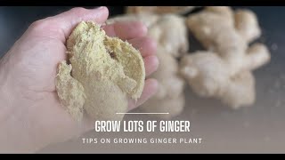Two Ways To Plant & Grow Ginger