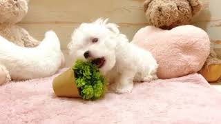 マルチーズの動画01