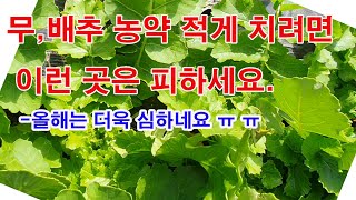 무,배추 농약 적게 치려면 이런 곳은 피하세요. 올해는 더욱 심하네요.(무 갈기, 배추 심기, 배추 병충해,…