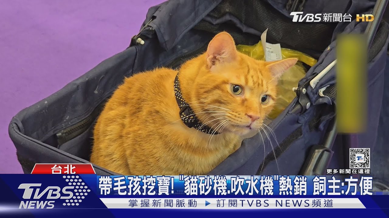 帶毛孩挖寶！「貓砂機、吹水機」熱銷　飼主：方便