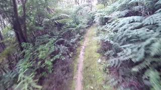 This is the start to the Whanui Coach Rd Loop