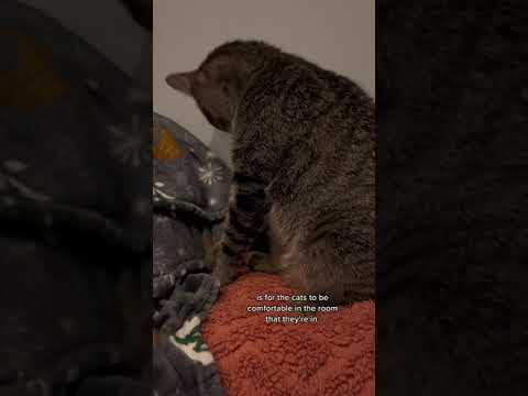 #cat First impressions matter! Let’s talk cat introductions. This is Part 1, so