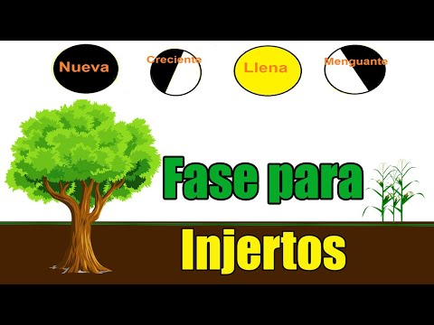 FASES LUNARES para hacer INJERTOS // fases de la luna en la agricultura y frutales