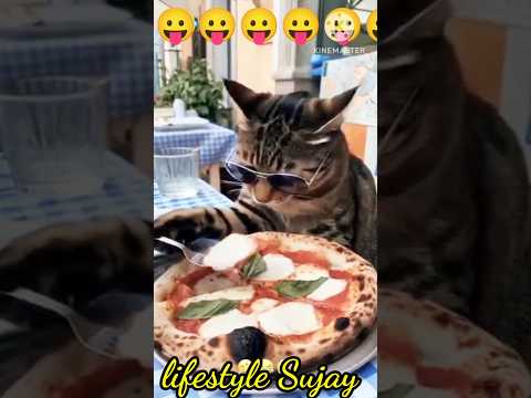 Cat funny video ll cat 😂😂😂 #shortvideo #comedy