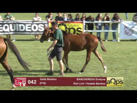 Show AQPS Le Lion 2016 : Lot 42 - Gaita Banbou