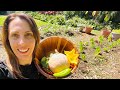 5 Ridiculously Easy Vegetables To Grow In Florida