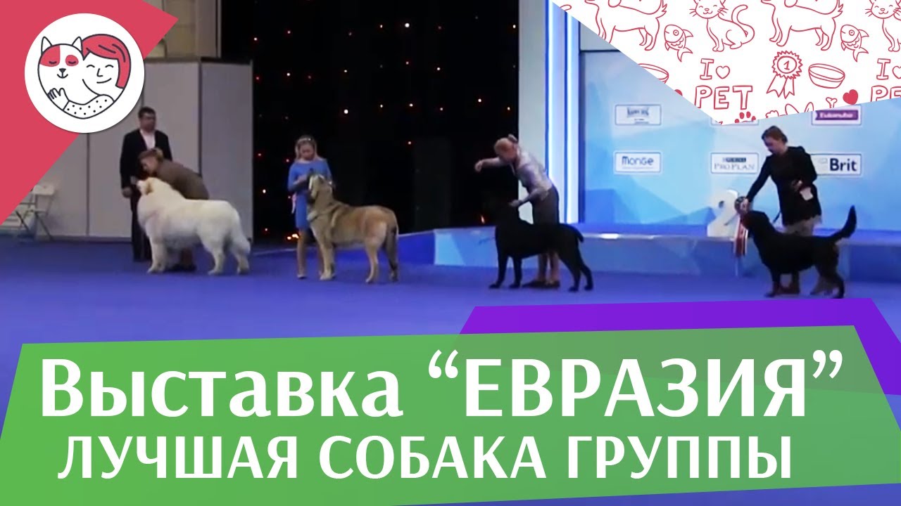 Лучшая собака 2 группы по классификации FCI 19 03 17 на Евразии ilikepet