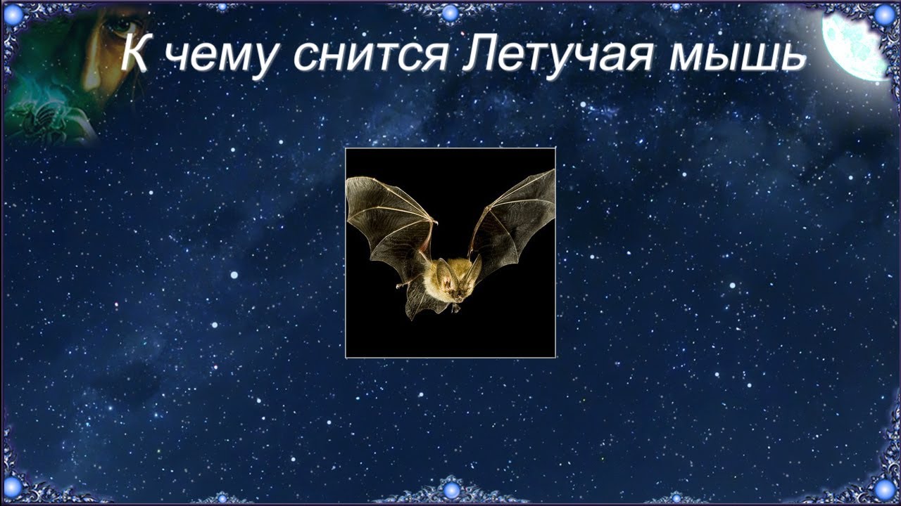 К чему снятся укусы змей. К чему снятся мыши во сне. Во сне кусает мышь к чему снится. Сонник лисы. Во сне кусает мышь к чему снится.
