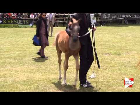 N.47 LEGANCY OF JOY - Bruges 2015 National - Colt Foals 2015 (Class 11)