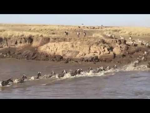 Wildebeest Migration crosses the Mara River