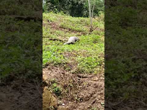 萌樣穿山甲穿梭造林地覓食