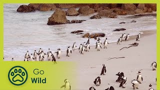 Penguins - Africa's Wild Wonders - The Secrets of Nature