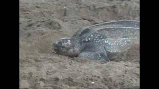 preview picture of video 'Female Leatherback Turtle Laying Eggs'