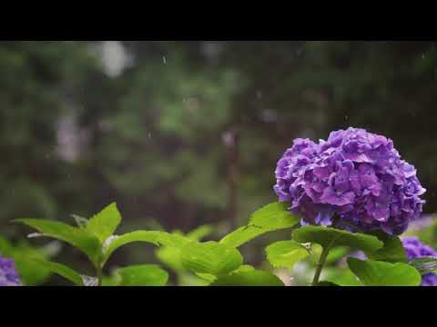 Ｃ社（アジサイ素材）