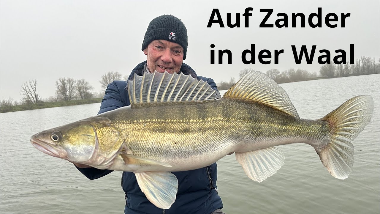 Auf Zander an der Waal