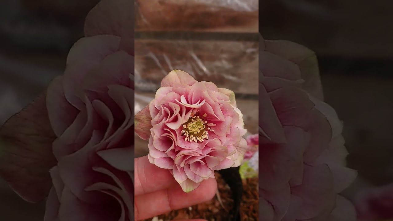 多弁開花株🏵吉田園芸さんの生産ハウスからのピックアップ　 #クリスマスローズ #helleborus #garden