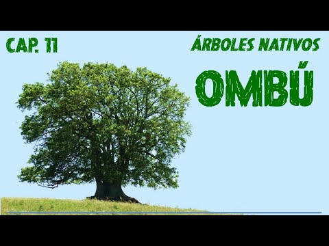 Serie Árboles Nativos de Argentina - Ombú (Phytolacca dioica) - Capítulo 11