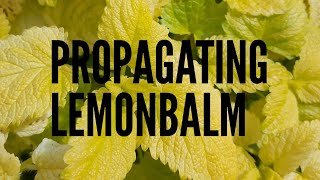 Easy way to propagate lemon balm