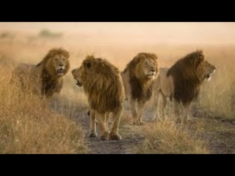 La Guerra contra el Búfalo Leones | Hermandad de leones 3 | rtve