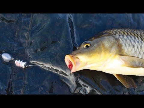 How to Catch Carp cheaply - Affordable carp fishing rod, reel, line, bait and tackle.