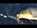 How To Catch Carp Cheaply Affordable Carp Fishing Rod Reel Line Bait And Tackle
