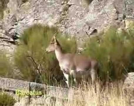 Cabra montés - Capra pyrenaica victoriae